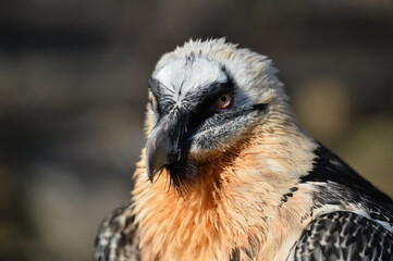 the bearded bird