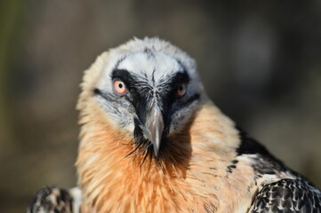 the bearded bird