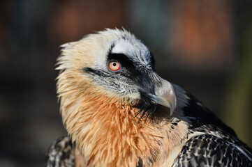 the bearded bird