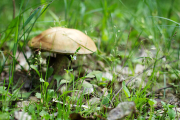 mushroom in the grass