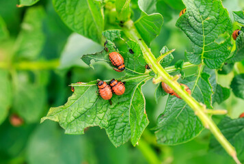 red slippery the larva of the Colorado potato beetle eats potato leaves in the garden
