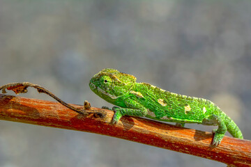 Macro shots, Beautiful nature scene green chameleon 
Beautiful  Green chameleon  sitting on  a summer garden
