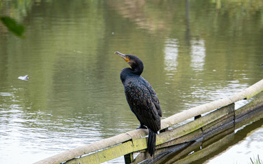 Ein Kormoran sitzt auf einem Holzbalken an einem See