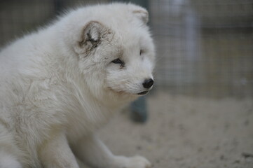 Fototapeta premium arctic fox