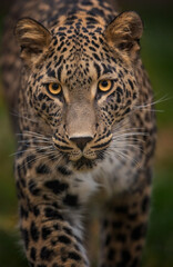The rare Persian leopard hunts for prey quietly and watches.