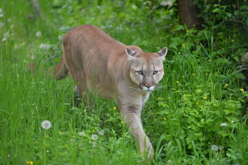 Fototapeta premium cougar in the wild