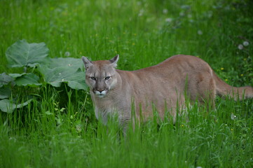Obraz premium cougar in the wild