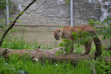 cougar in the wild