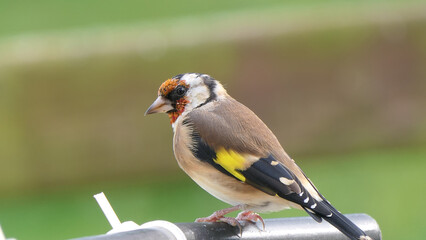Goldfinches feeding from a bird table of mixed seeds UK