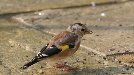 Goldfinches feeding from a bird table of mixed seeds UK