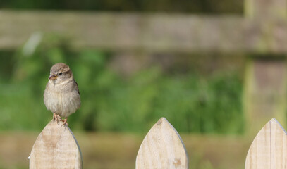 House Sparrow sitting on fence