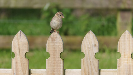 House Sparrow sitting on fence