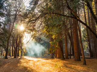 Obraz premium OLYMPUS DIGITAL CAMERA