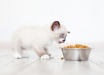 Kitten eating food from bowl