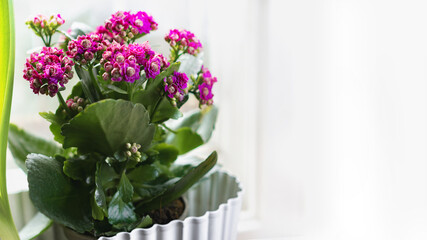 Kalanchoe Blossfield in a pot by the window with a place for text