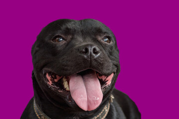 close-up portrait of a dog with a smile and protruding tongue of the Stafforshire Bull Terrier