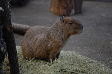 capybara or guinea pig
