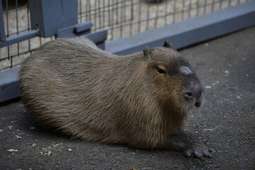 capybara or guinea pig