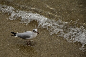 seagull on the beach