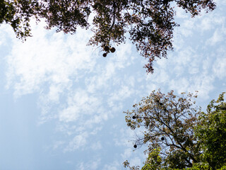 Treetop against the sky with fruits hanging from the branches of Sapucaia in Portuguese, the Amazonica and Brazilian Lecythis pisonis tree.