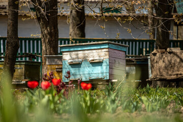 Blossoming garden with apiary. Bees spring under the flowering trees of apple trees. Red tulips on the background of hives. Soft focus. Selective focus