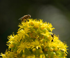 Abeja en flor amarilla 