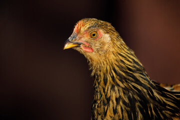 Chicken portrait