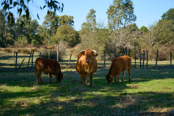 Cattle by lake Fogliano, Circeo National Park, Italy