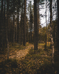 Fototapeta premium Autumn forest