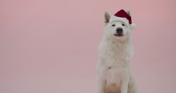 Cute white Swiss Shepherd dog in Santa hat on pink background
