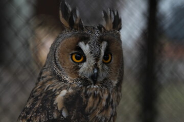 owl