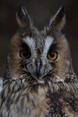 owl