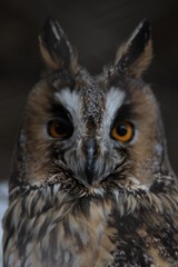 owl