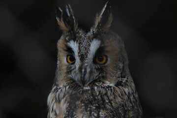 owl