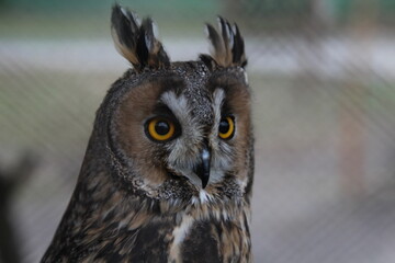 owl