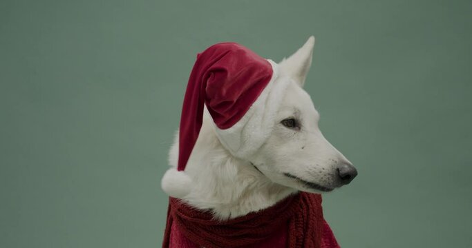 Cute white Swiss Shepherd dog in Santa hat and scarf on green background