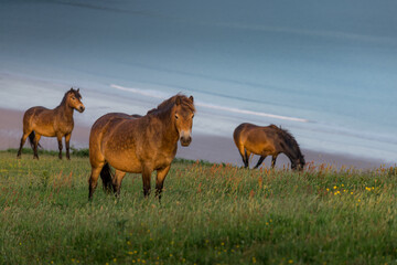 Exmoor Ponies grazing on the hills overlooking Woolacombe Beach, North Devon, in the English...