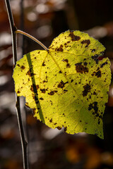 Obraz premium feuille tachée en contrejour