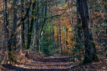 sentier en sous-bois