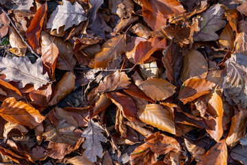 tapis de feuilles mortes