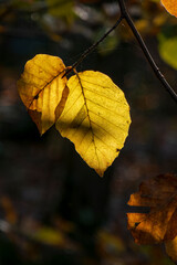 Obraz premium jeux de lumière sur feuille morte