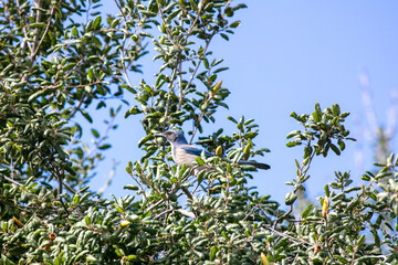 A Scrub Blue Jay Perched in a Tree and Overlooking the Area
