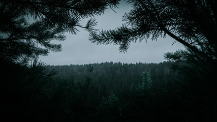 Fototapeta premium Mountain forest