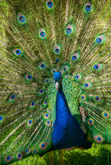 Fototapeta na wymiar Male Peacock displaying all its feathers
