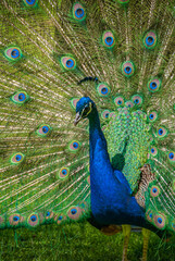 Obraz premium Male Peacock displayng all its feathers