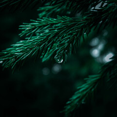 Raindrops