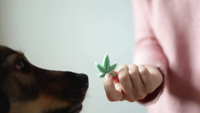 Pet dog cbd candy - Canine licking cannabis edible for anxiety treatment - Alternative medicine