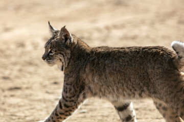 A Bobcat Walking in a California Chaparral Field as it Moves to another Hunting Area
