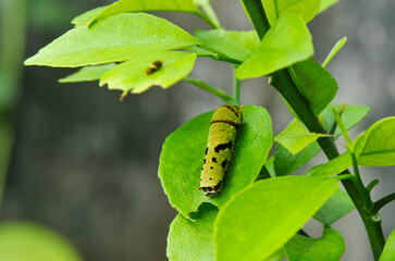 caterpillars on leaves
