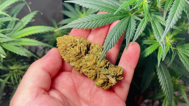 Hand large marijuana flower bud in grow room, Medical marijuana cultivation and legalization